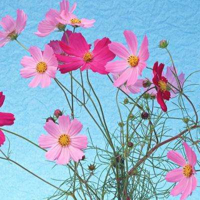 十大体育外围平台网址